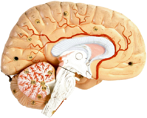 During diagnosis, a careful monitoring of seizures is important to discern the area of problem in the nervous system or brain.