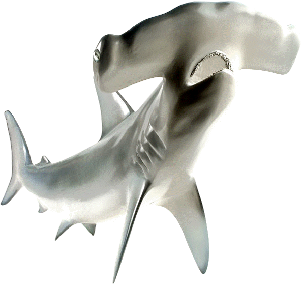 Shark Cartilage picture 2
