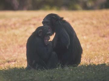 Happy Monkeys!